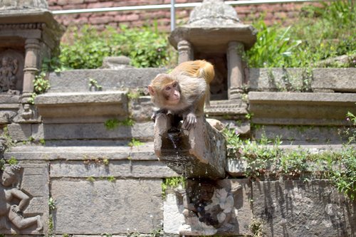 nature  water  monkey