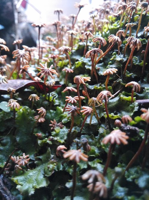 nature  leaf  plant