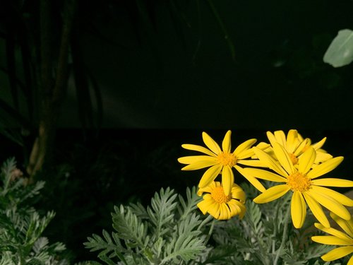 nature  flower  plant