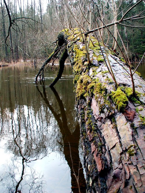 nature  tree  monolithic part of the waters