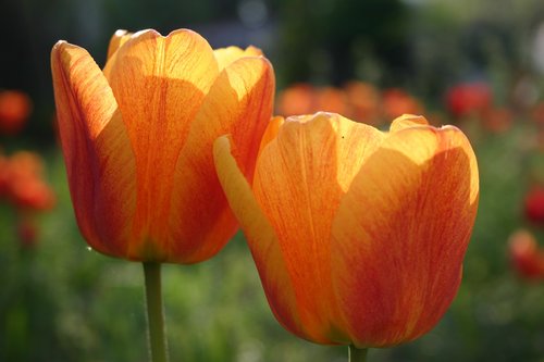 nature  flower  tulip