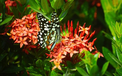 nature  flower  garden