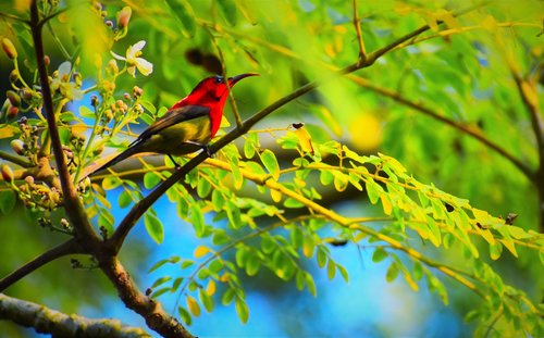 nature  bird  tree