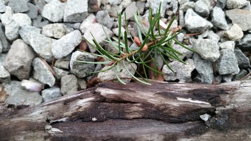 nature  stone  wood