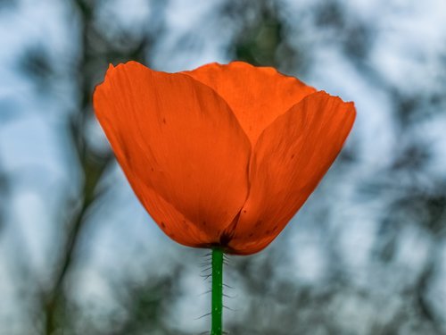 nature  flower  outdoors