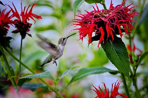 nature  flower  flora