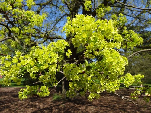 nature  tree  flora