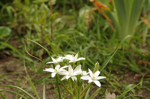 nature  plant  flower