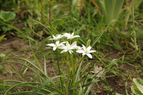 nature  plant  flower