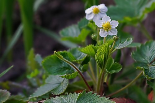 nature  plant  strawberry plant