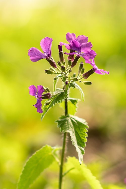 nature  plant  flower