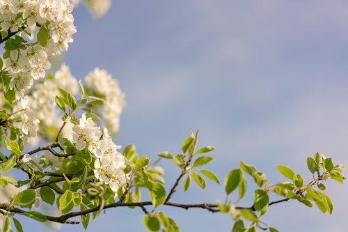 nature  plant  tree