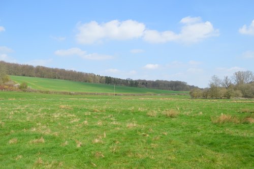 nature  grass  landscape