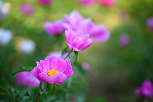 nature  flowers  plants