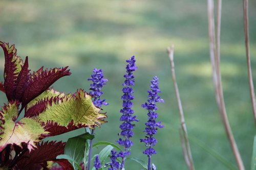 nature  flora  outdoors