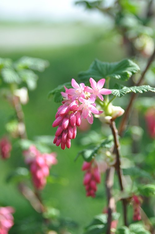 nature  plant  flower