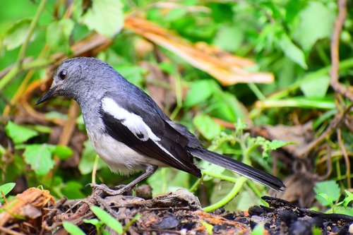 nature  wildlife  bird