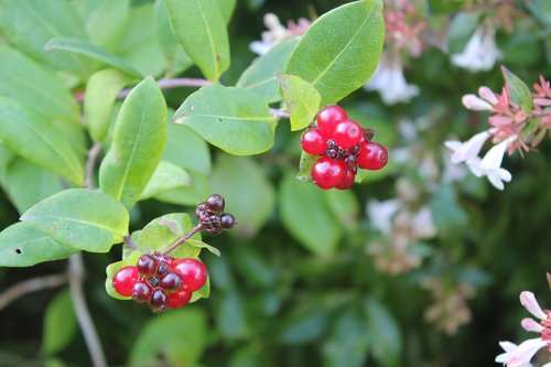 nature  leaf  berries