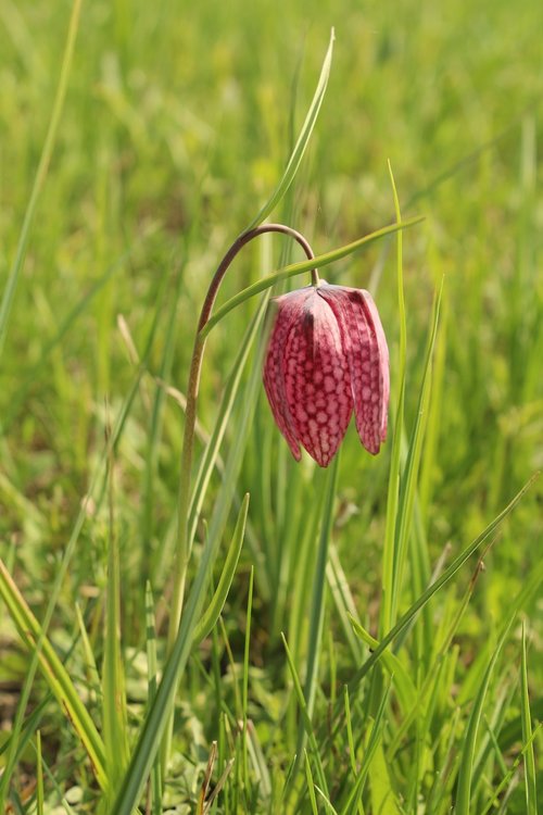 nature  grass  flora