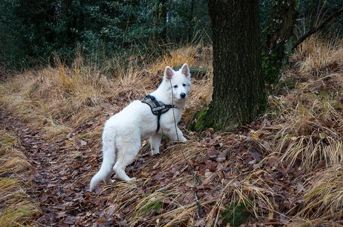 nature  mammal  dog