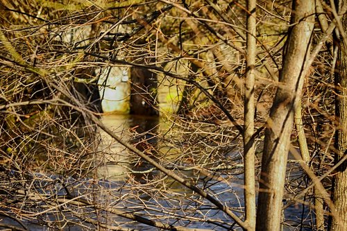 nature  river  wood