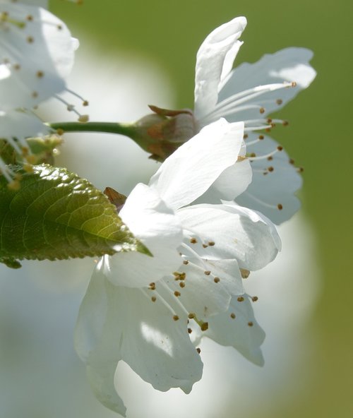 nature  flower  leaf