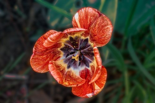 nature  flower  plant