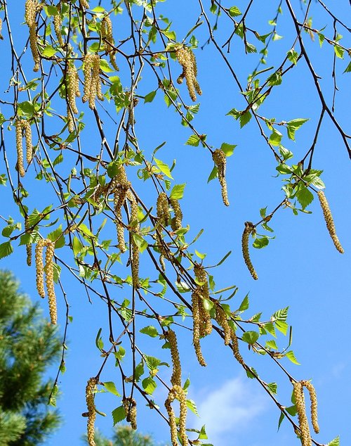 nature  plant  birch buds