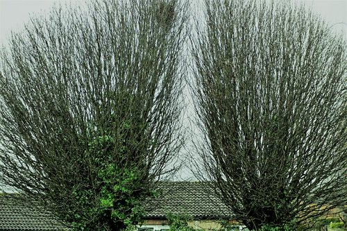 nature  outdoors  tree