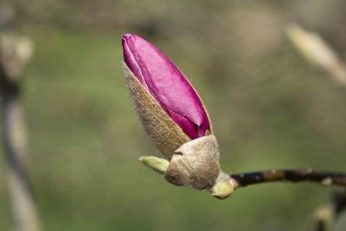 nature  plant  flower