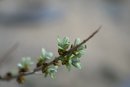 nature  leaf  plant