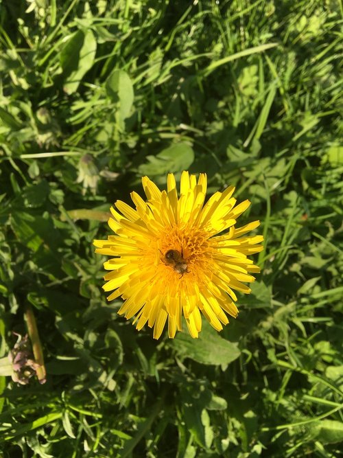 nature  summer  flora