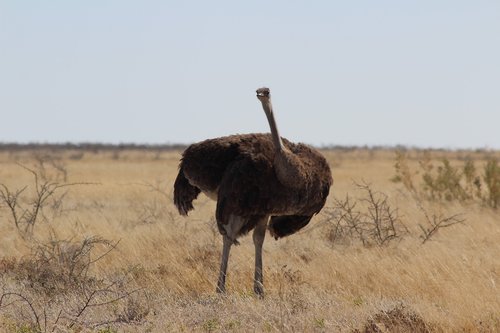 nature  ostrich czerwonoskóry  animals