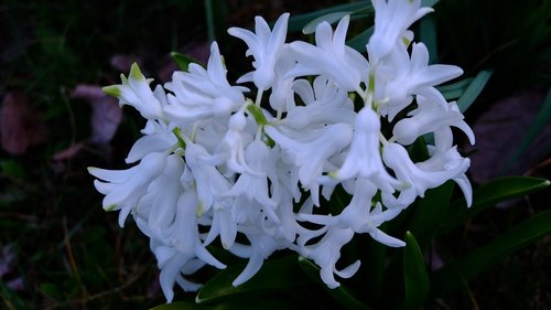 nature  flower  garden