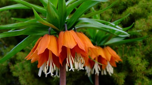 nature  flower  garden