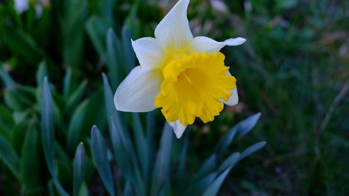 nature  flower  garden