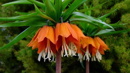 nature  flower  garden