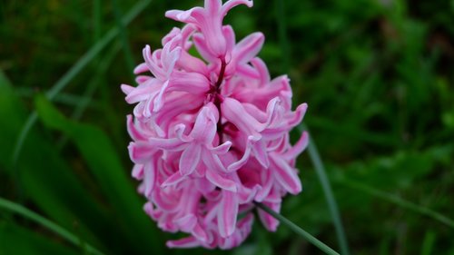 nature  flower  garden