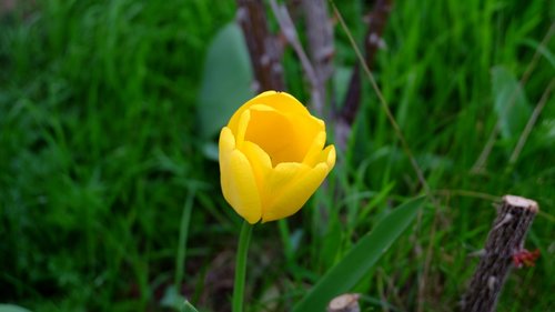 nature  flower  garden