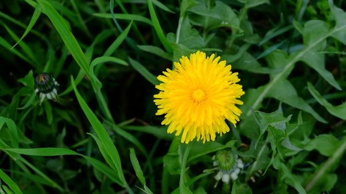 nature  flower  garden