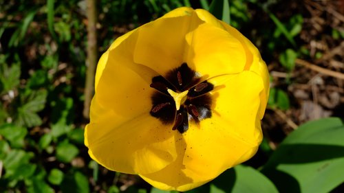 nature  flower  garden