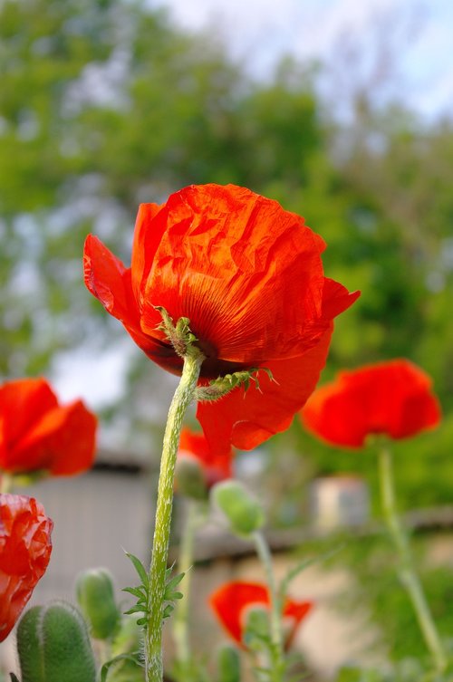 nature  flower  plant