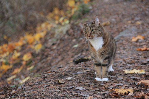 nature  animals  outdoor