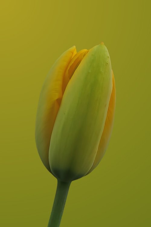 nature  flower  tulip