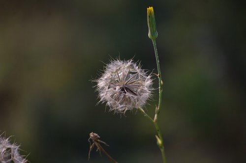 nature  plant  flower