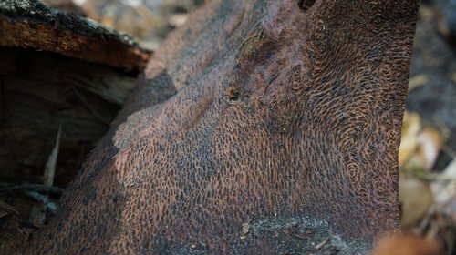 nature  oak  bark