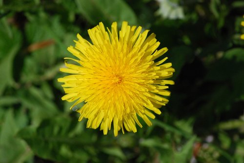 nature  plant  flower