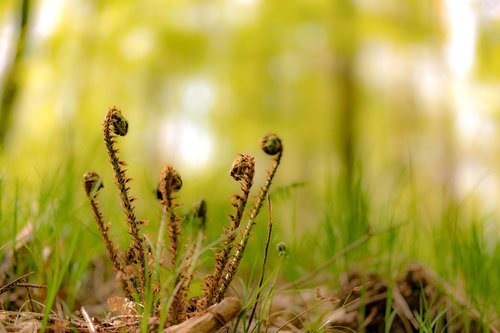 nature  grass  fern