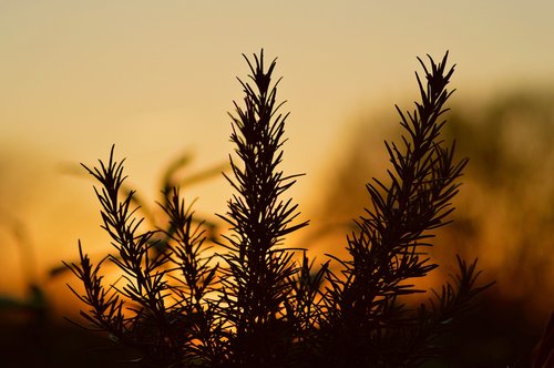 nature  tree  sunset