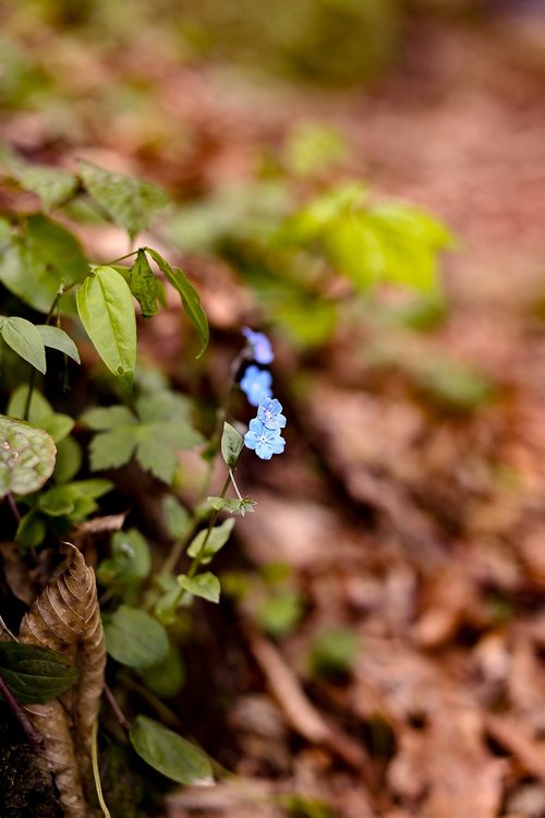 nature  leaves  outdoor